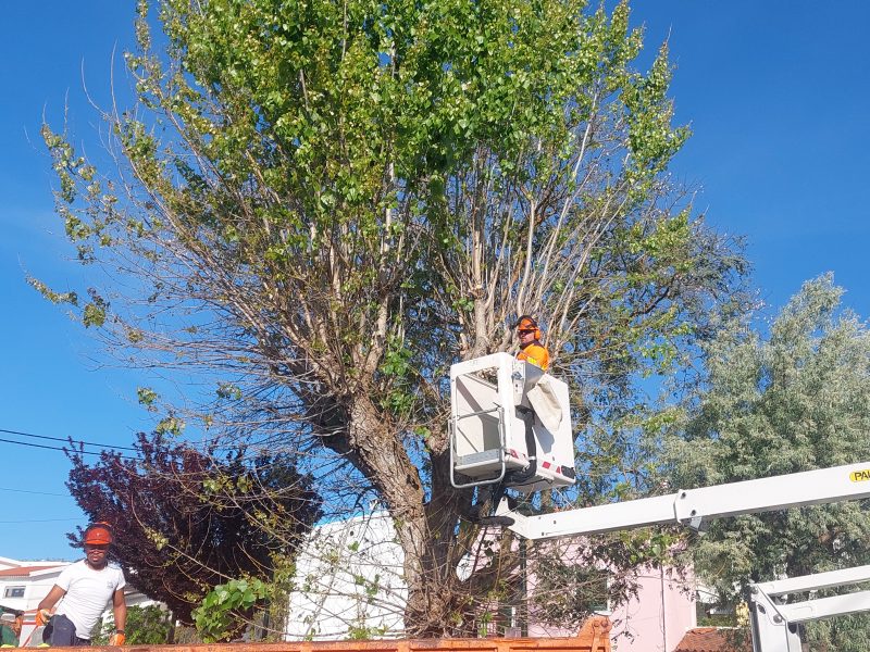 Jardim do Calceteiro (f) – CML Departamento de Ambiente e Policia Municipal realizaram o abate de duas Árvore de Grande Porte em Perigo de queda !