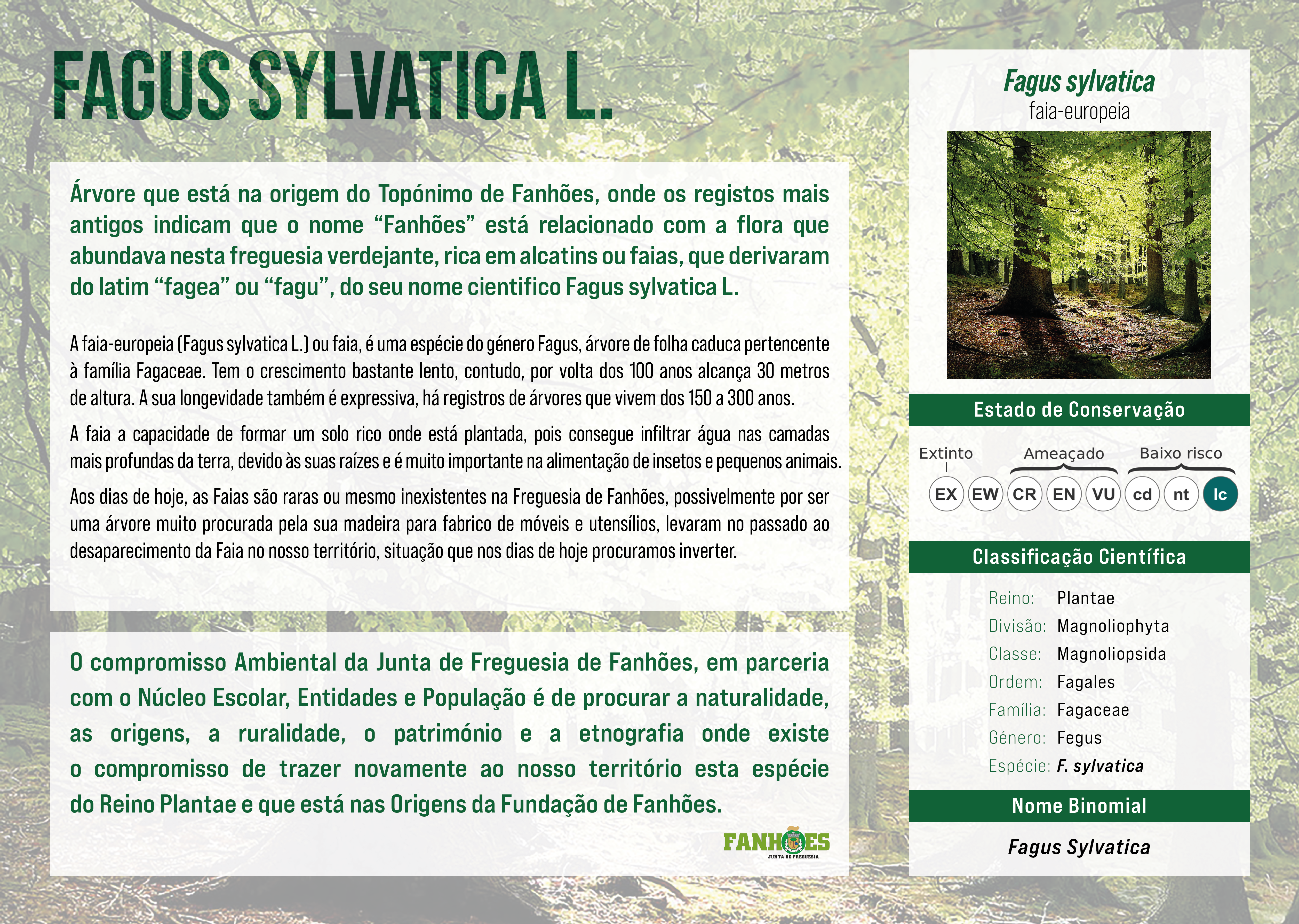 FAGUS SYLVATICA L. – Plantada no Caminho das Lavadeiras a Árvore que deu o nome ao Topónimo de Fanhões !