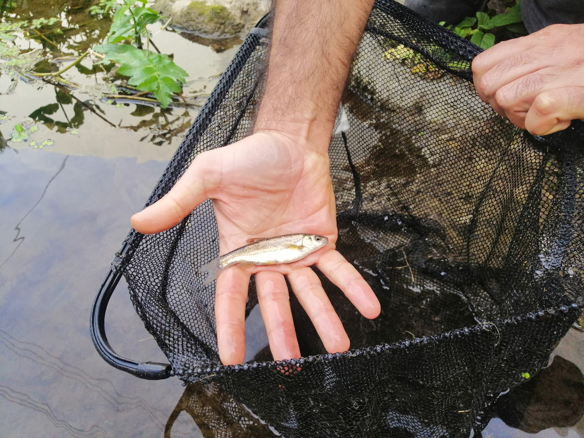 Boga-Portuguesa presente no Rio de Fanhões. Uma espécie criticamente ameaçada de extinção, que representa mais uma responsabilidade ambiental para a Freguesia de Fanhões..