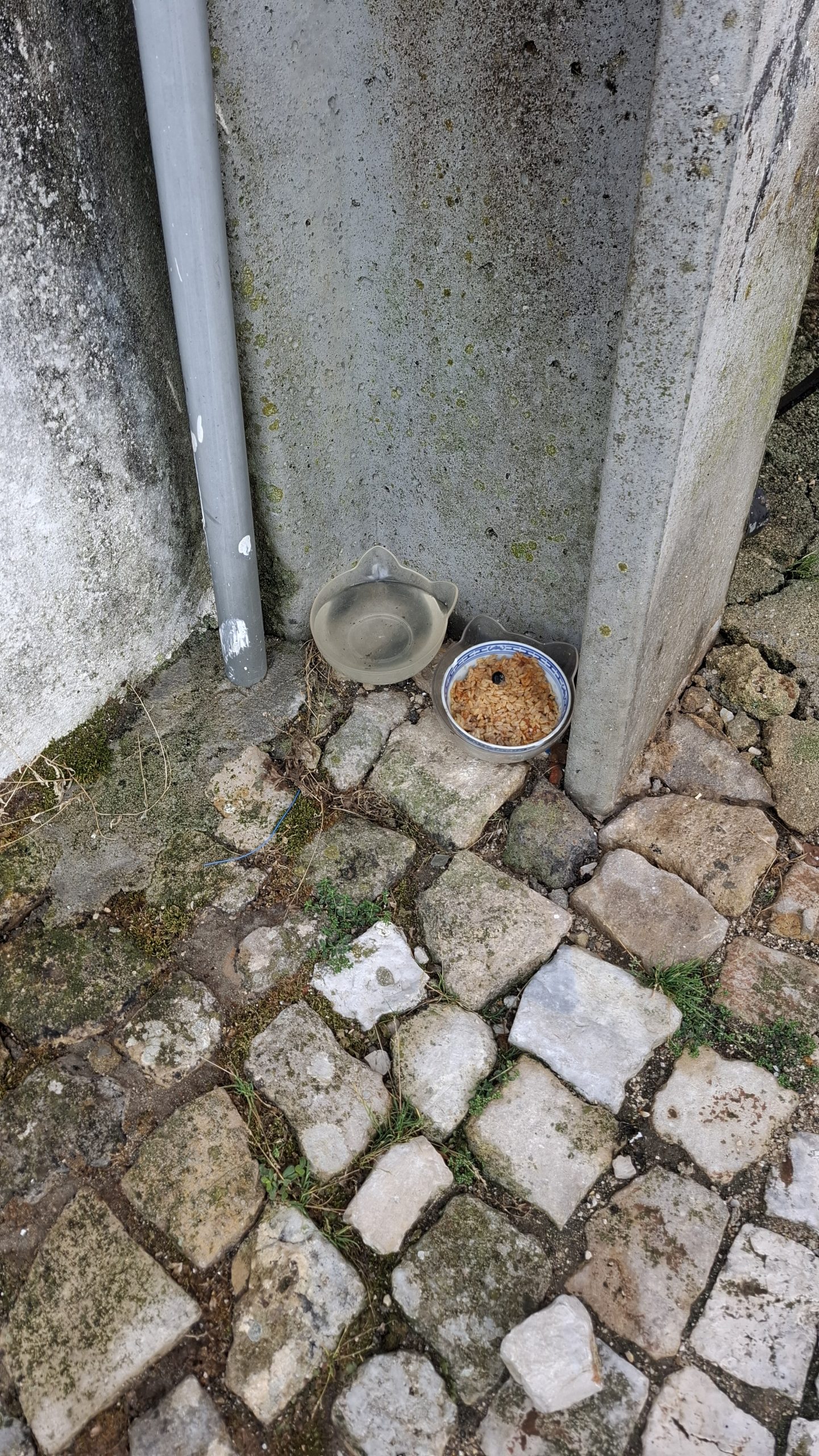 Freguesia de Fanhões – Alerta para o agravamento de pragas devido à colocação de alimento na via pública.